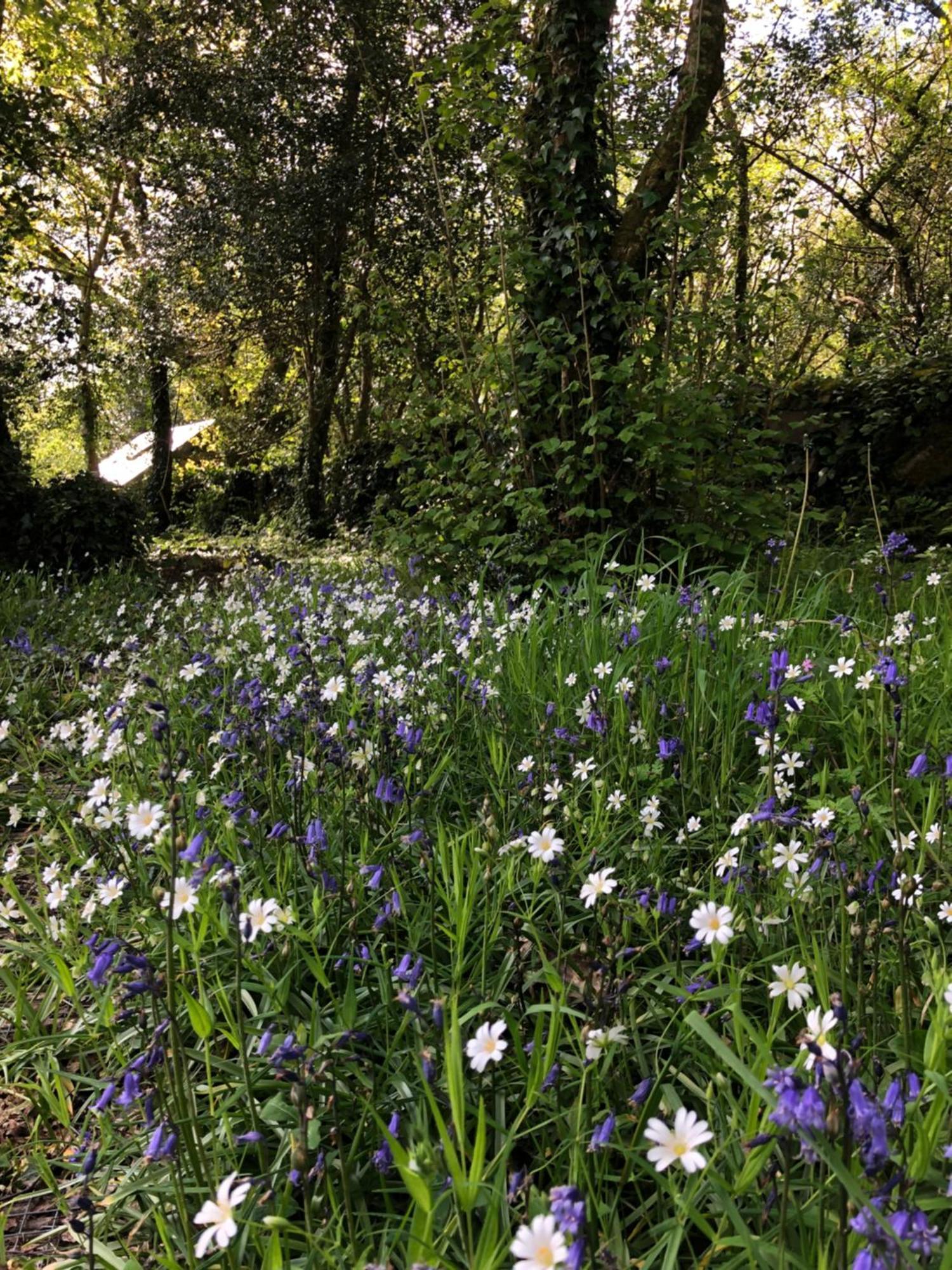 Sligo Forest Retreat Екстериор снимка