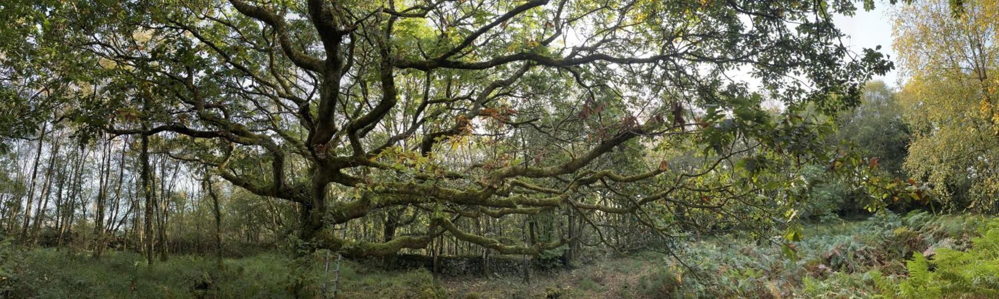 Sligo Forest Retreat Екстериор снимка
